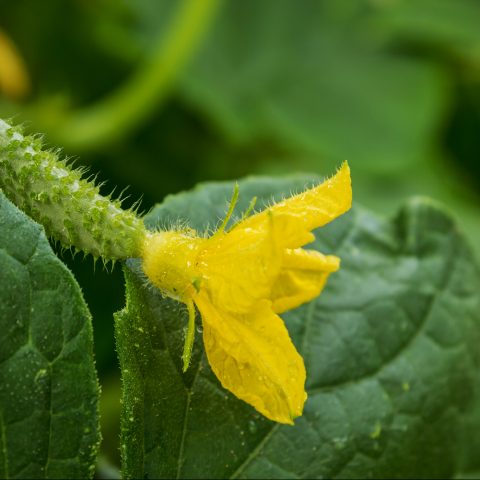 Smart økonomiplanlegger™